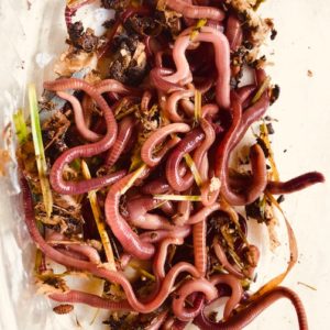 4 Kg – Lombrichi Eisenia Foetida / Andrei (COMPOSTAGGIO) (rosso Californiano_Compostaggio/Mangimi)