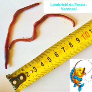 1 kg. Lombrichi  Hortensis (PESCA) (Lombrico da_Pesca/Mangime)