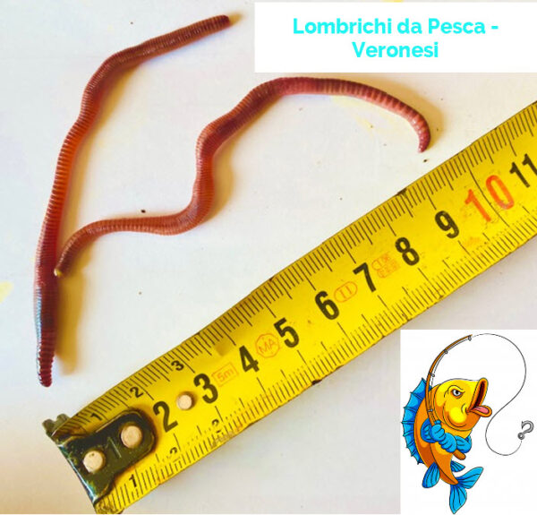 Lombrichi da Pesca - Veronesi
