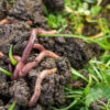 Earthworms in Pots How and Why to Use Them